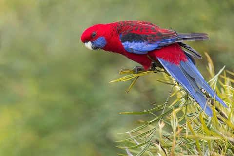 Crimson Rosella (Platycercus elegans) perched on a branch in eastern Australia