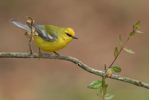 Blue-winged Warbler (Vermivora cyanoptera) male perched on a branch, Texas, USA
