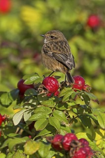 European Stonechat (Saxicola rubicola) juvenile, Rhineland-Palatinate, Germany