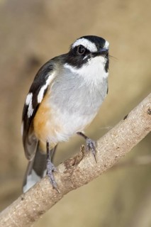 Buff-sided Robin (Poecilodryas cerviniventris), Western Australia, Australia