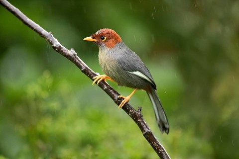 Chestnut-hooded Laughingthrush (Garrulax treacheri) perched on a branch in the rain, Sabah,