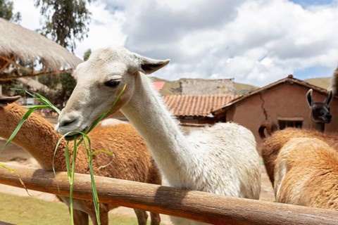 Alpaca and Llama Farm, near Cusco, Peru