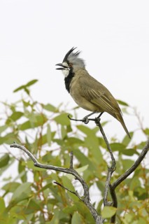 Crested Bellbird (Oreoica gutturalis) male, South Australia, Australia