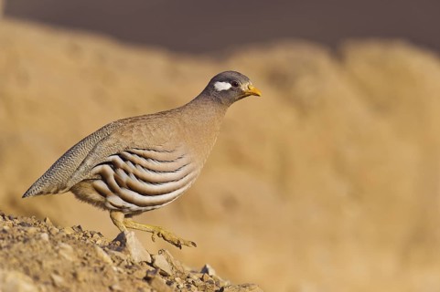 Sand Partridge (Ammoperdix heyi) male, Eilat, Israel