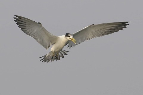 Greater Crested Tern (Thalasseus bergii) flying, Goa, India