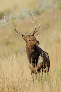 Wapiti (Cervus canadensis, Cervus elaphus canadensis), male, Yellowstone National Park, Wyoming,