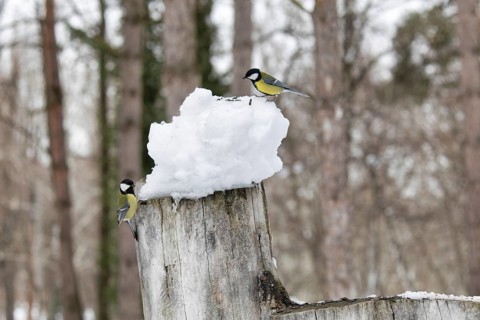 Titmouse in a park