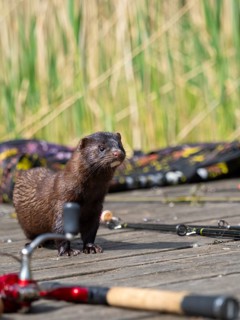 A mink sneaks around between fishing rods