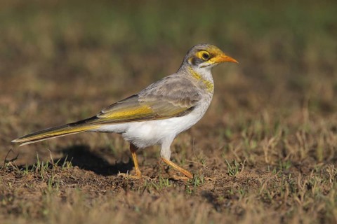 Yellow-throated Miner (Manorina flavigula), Coral Bay, Australia