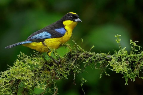 Blue-winged Mountain Tanager (Anisognathus somptuosus) perched on a branch in the Andes Mountains