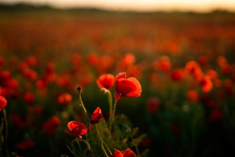 A stunning view of a field of Papaver rhoeas, commonly known as common poppy or red poppy, basking