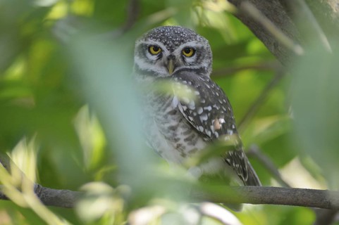 Spotted Owlet (Athene brama), India