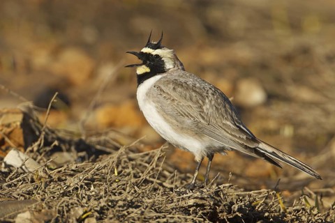 Horned Lark (Eremophila alpestris), Turkey