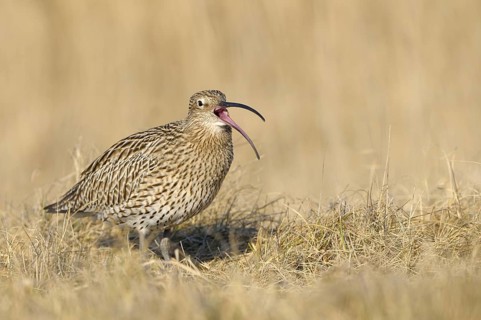 Grosser Brachvogel (Numenius arquata), Curlew, einzelner Altvogel, rufend, April, Insel Texel,