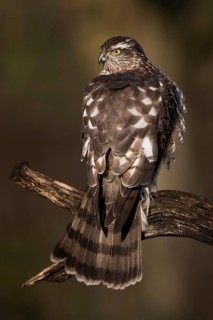 Eurasian Sparrowhawk (Accipiter nisus) female perched on a branch, Saxony-Anhalt, Germany