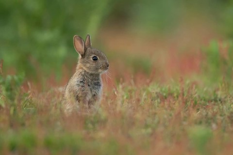 Rabbit (Oryctolagus cuniculus) juvenile baby bunny animal amongst flowering Sorrel flowers in