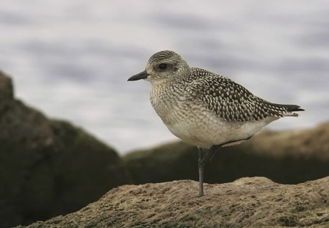 Grey Plover (Pluvialis squatarola), Ontario, Canada