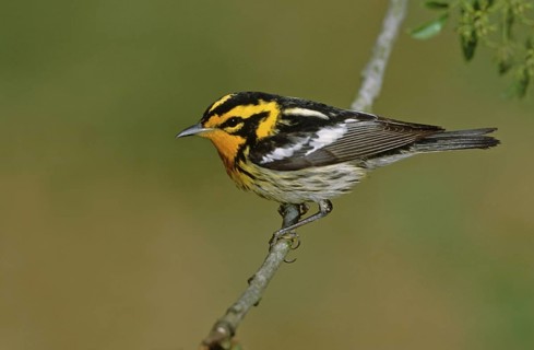 Blackburnian Warbler (Setophaga fusca), Texas, USA