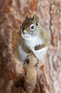 Red squirrel (Tamiasciurus hudsonicus) perched on a branch and watching, region of La Mauricie,