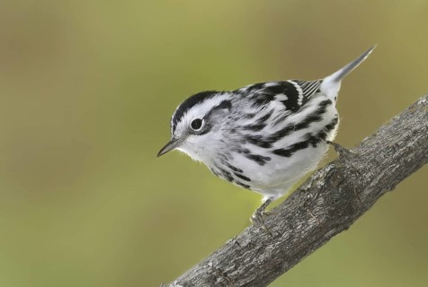 Black-and-white Warbler (Mniotilta varia), Saskatchewan, Canada