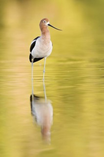 American Avocet (Recurvirostra americana), Arizona, USA