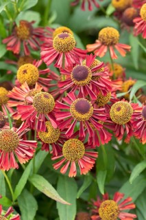 Sunflower (Helenium 'Ruby Tuesday'), RHS Garden Bridgewater, Great Britain