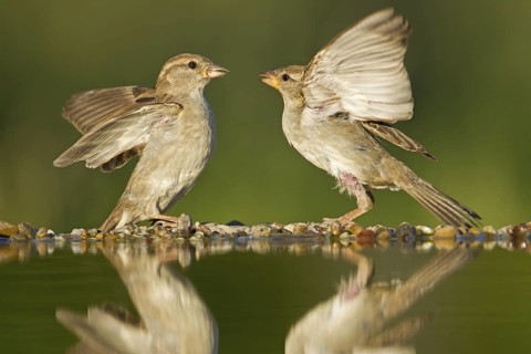 House Sparrow (Passer domesticus) female, Germany