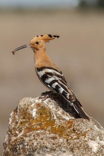 Eurasian Hoopoe (Upupa epops), perched with food on beak, Castile-La Mancha, Spain