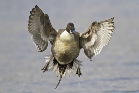 Northern Pintail (Anas acuta) male flying, British Columbia, Canada
