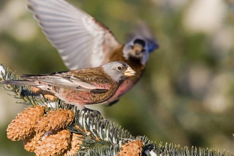 Gray-crowned Rosy-Finch Leucosticte tephrocotis littoralis Homer, Alaska, United States 1 March
