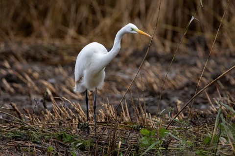 Great White Egret (Egretta alba) Germany