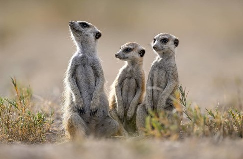 Meerkats or suricates (Suricata suricatta), Makgadikgadi Salt Pans, Makgadikgadi Pans National