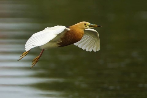 Javan Pond Heron (Ardeola speciosa) flying, Bali, Indonesia