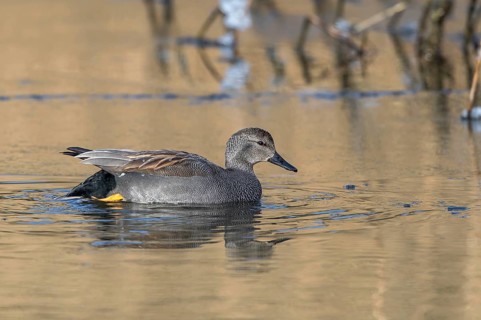 Gadwall (Mareca strepera) male, Mecklenburg-Western Pomerania, Germany