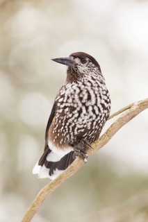 Spotted Nutcracker (Nucifraga caryocatactes), St. Gallen, Switzerland