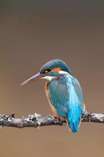 Common kingfisher (Alcedo atthis) adult female bird on a tree branch, England, United Kingdom
