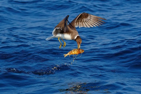 Hemprich's Gull, (Ichthyaetus hemprichii), (Larus hemprichii), Fish Eagle Gull Salalah, Off Mirbat,