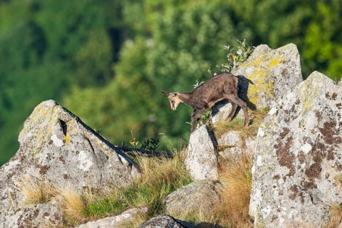 Chamois (Rupicapra rupicapra) youngster on a rock in the Vosges Mountains, wildlife, France