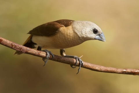 Yellow-rumped Mannikin (Lonchura flaviprymna), Western Australia, Australia