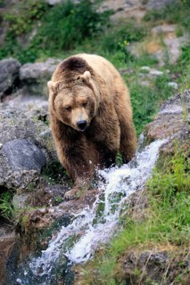 Eurasian brown bear (Ursus arctos arctos), adult, male, at the water, alert, in summer, Bavarian