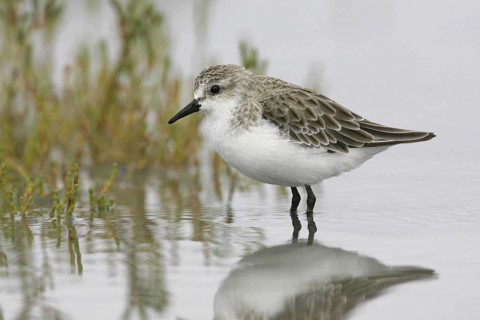 Red-necked Stint (Calidris ruficollis), Victoria, Australia