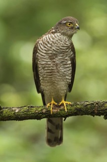 Eurasian Sparrowhawk (Accipiter nisus), Utrecht, Netherlands