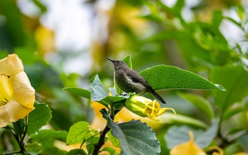 Olive-bellied Sunbird (Cinnyris chloropygius), female sitting on a yellow flower, Mgahinga Gorilla
