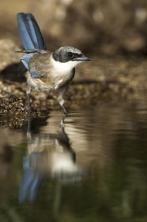 Iberian Magpie (Cyanopica cooki) juvenile, Castile-La Mancha, Spain