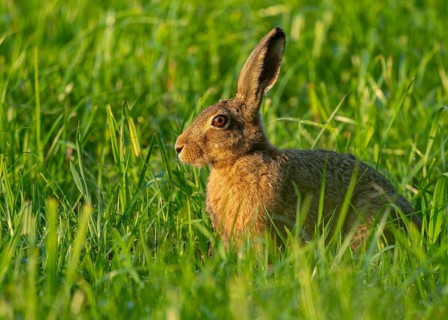 European hare (Lepus europaeus) sitting in a green meadow, wildlife, Lower Saxony, Germany