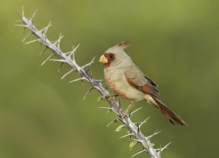 Pyrrhuloxia (Cardinalis sinuatus) male, Arizona, USA