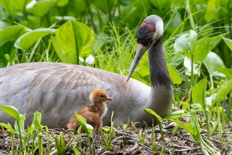 Crane (gurs grus) in nest with chicks, Feldberger Seenlandschaft, Mecklenburg-Vorpommern, Germany