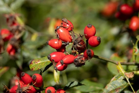 Wild or Dog rose bush plant (Rosa acicularis) with autumn colour leaves and rosehip fruit, England,