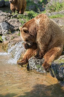 One eurasian brown bear (Ursus arctos arctos) sitting aside a little water cascade and between