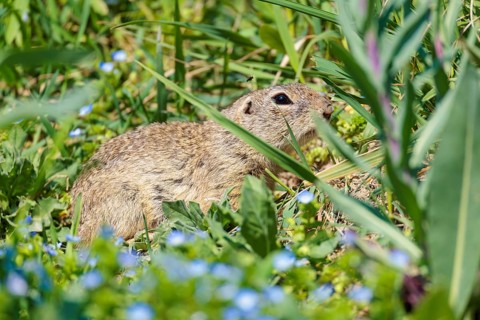 A fully grown ground squirrel (Spermophilus citellus) rests on a sunny day in a green meadow with